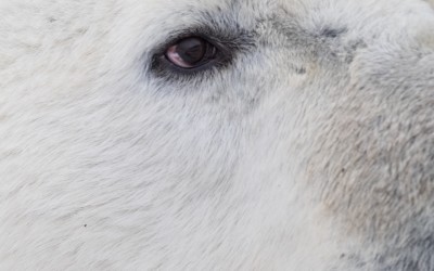 Polar Bear Season Going Strong