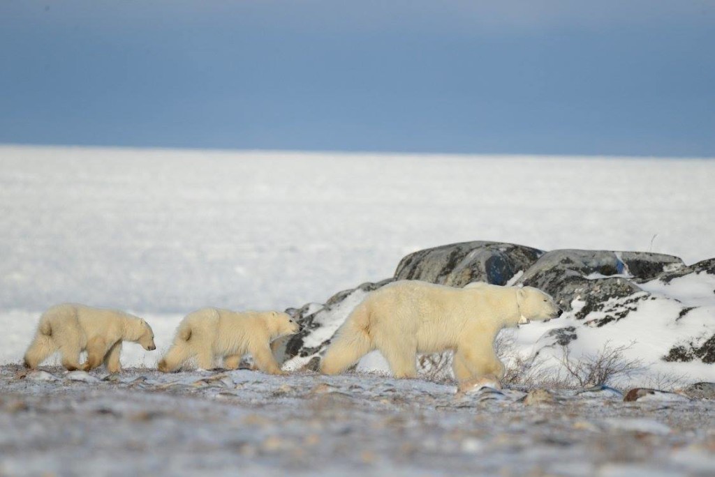 polar bears in Churchill.