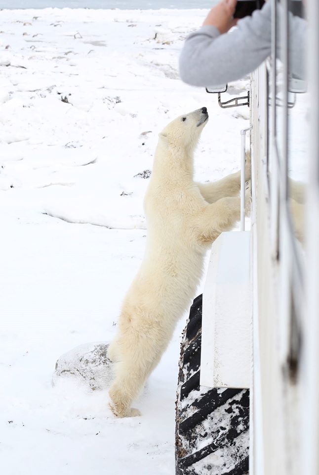 polar bear churchill manitoba