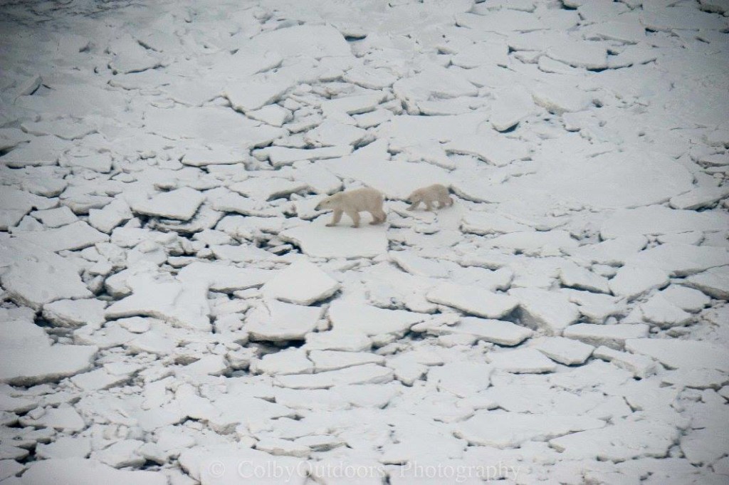 polar bear sow and cub churchill, Manitoba
