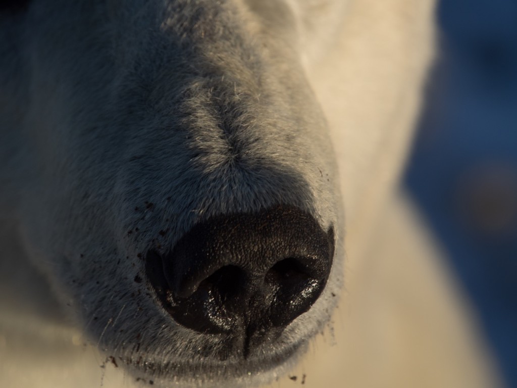 Polar bear in Churchill.