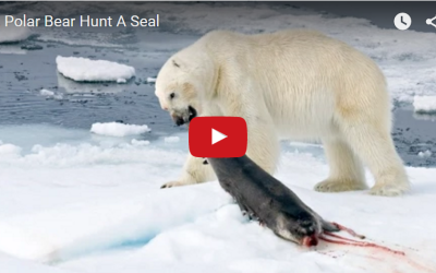 Churchill Video of the Week – Polar Bear Seal Hunt