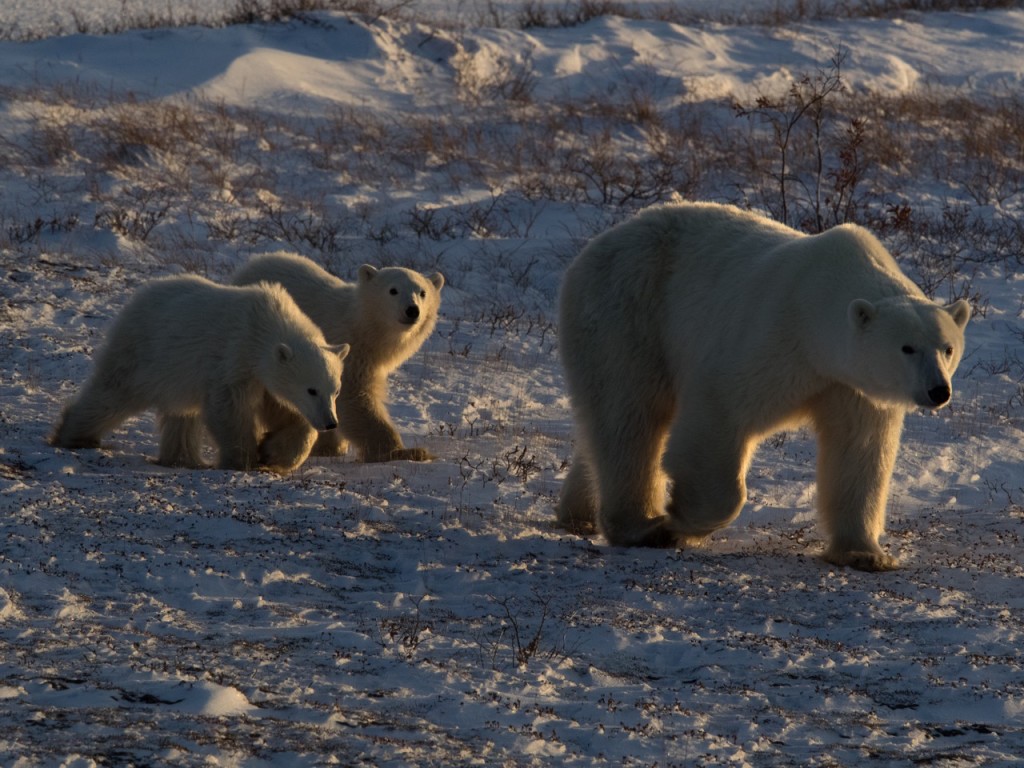 Drew Hamilton polar bears in Churchill, Manitoba