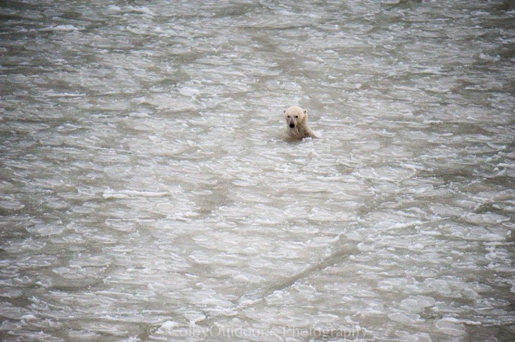 polar bear in the Hudson Bay Churchill, Manitoba