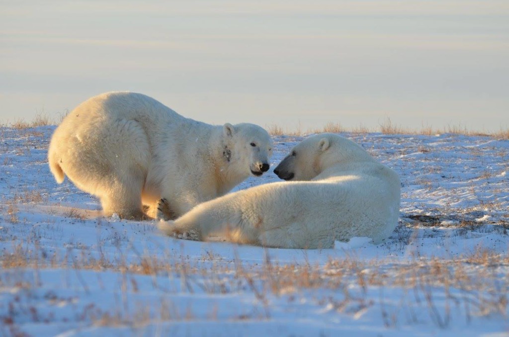 Polar bears Churchill, Manitoba