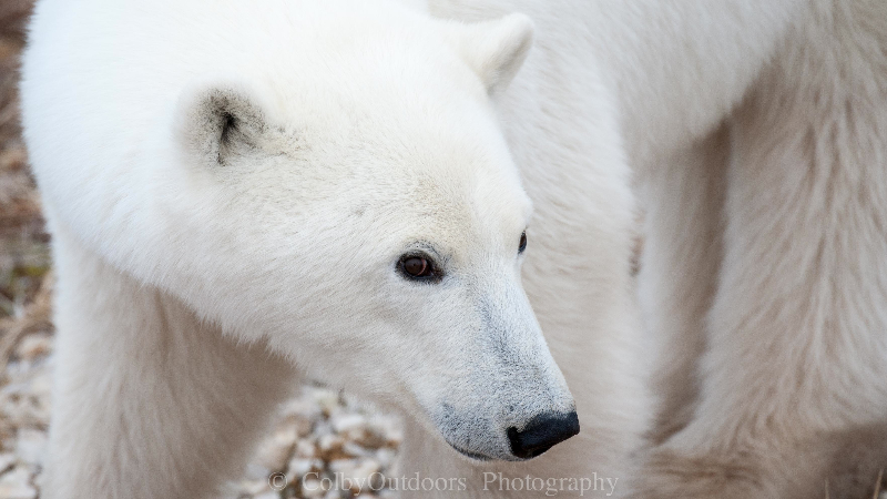 Polar bear in Churchill