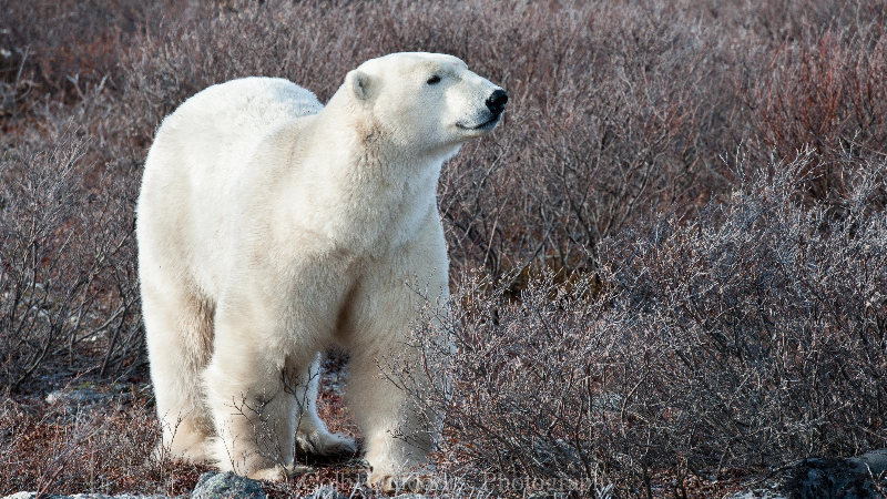 Churchill, Manitoba polar bear