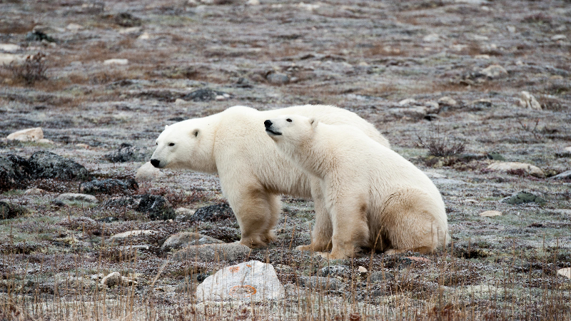 Churchill, Manitoba polar bears
