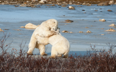 Polar Bear Season Coming Soon