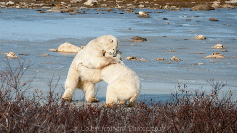 Polar bear churchill