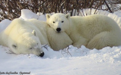 Have a Relaxing Churchill Weekend