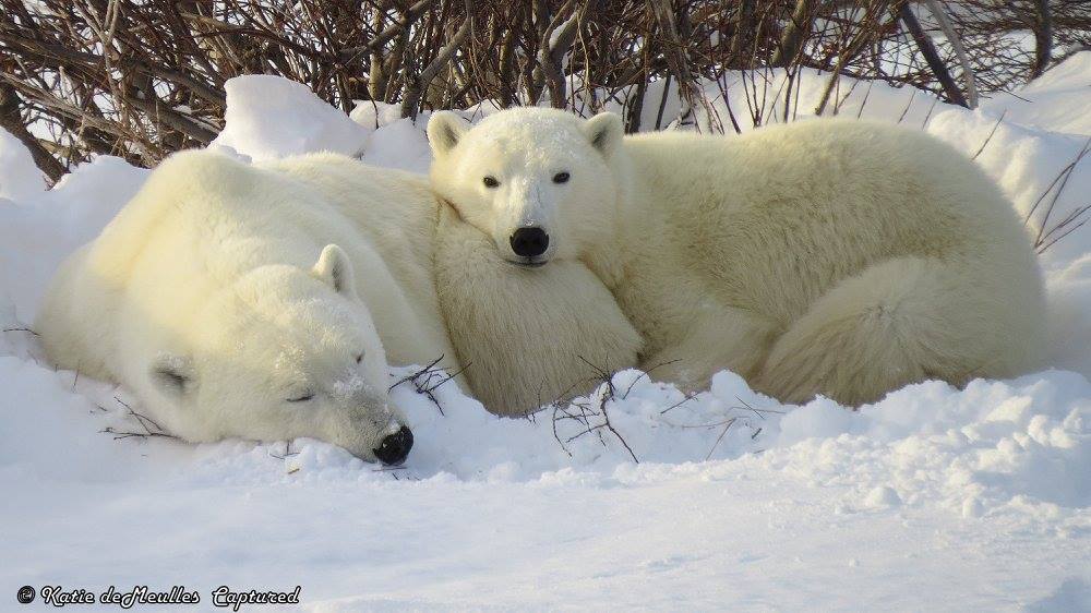 polar bears in Churchill, MB