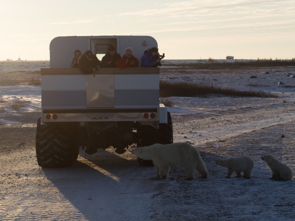 polar bears in Churchill, Manitoba