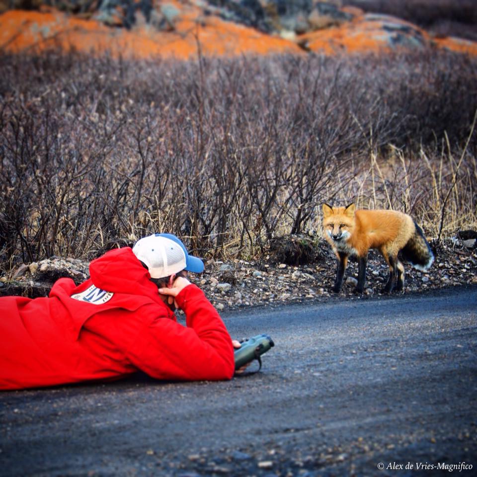 red fox in churchill