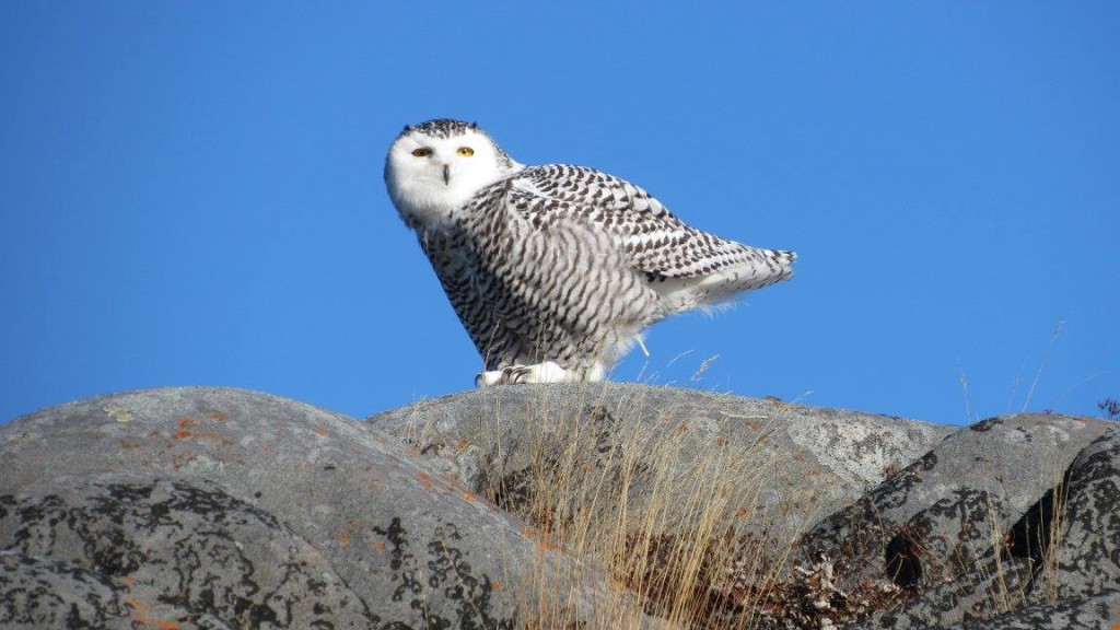 Snowy owl Churchill, Manitoba