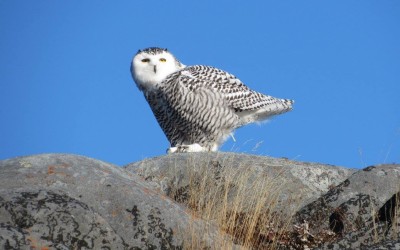 Iconic Snowy Owl Photo