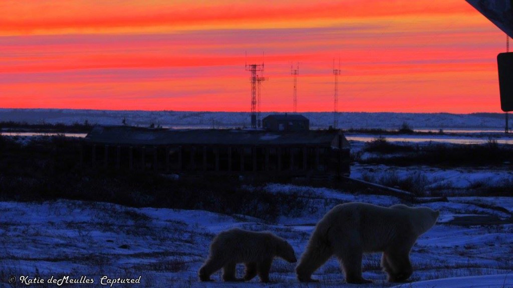polar bears and sunset churchill, Manitoba