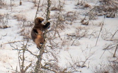 Churchill Guide Notes – Colby Brokvist