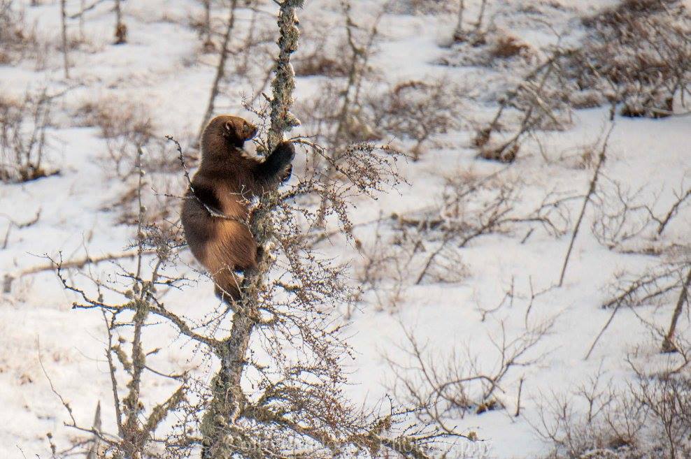 Churchill, Manitoba wolverine