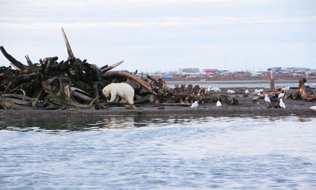 polar bear whale carcass