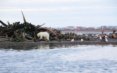 Polar Bear Feast