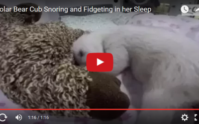 Churchill Video – What do Polar Bears Dream About?