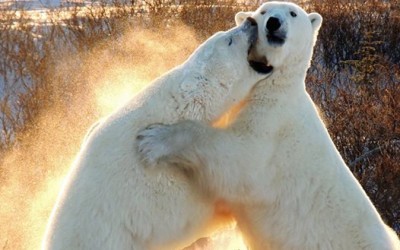 Happy Holidays From Churchill