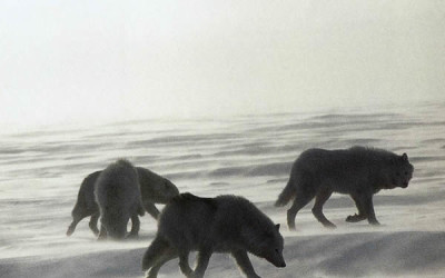 Are Wolves Preying on Polar Bears in Manitoba?