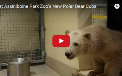 Orphaned Polar Bear Cubs Relocated to Assiniboine Zoo