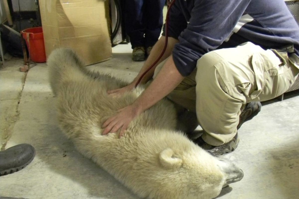 dr-chris-enright-ipbccw-male polar bear cubs