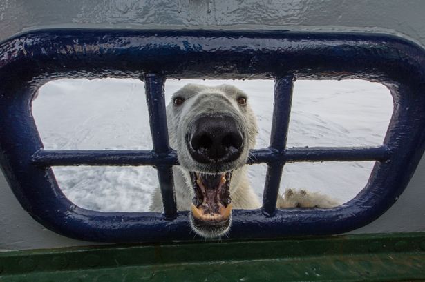 polar bear Spitsbergen