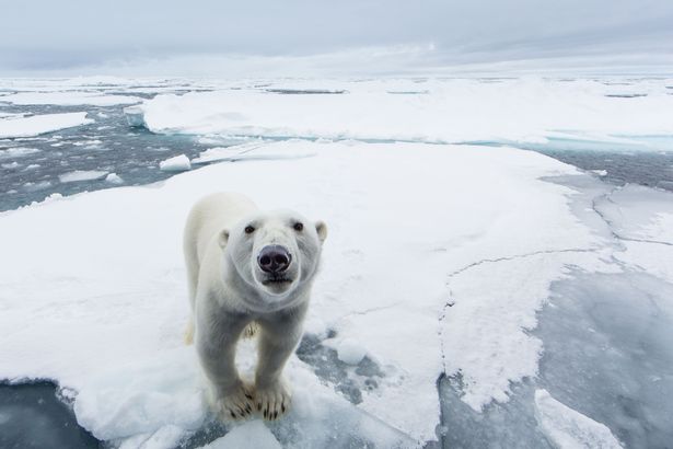 polar bear spitsbergen