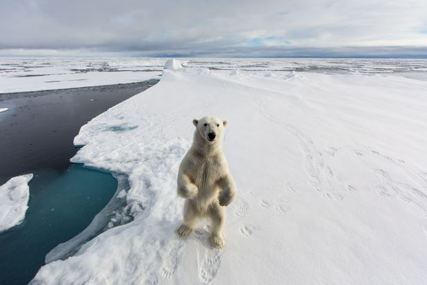 polar bear spitsbergen