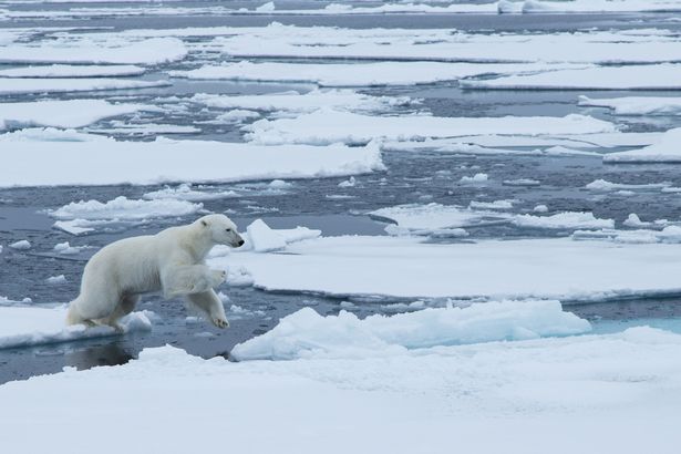polar bear Kyriaksos Kaziras
