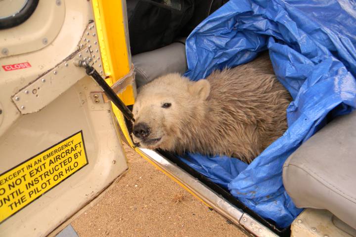 polar bear in helicopter Manitoba Canada.