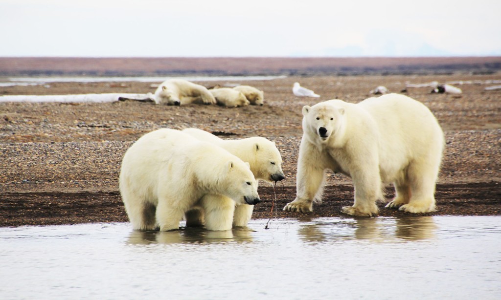 polar bears in Alaska