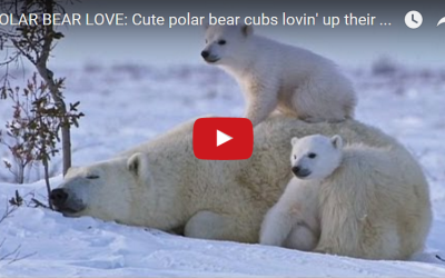 Polar Bear Love Video- Happy Holidays