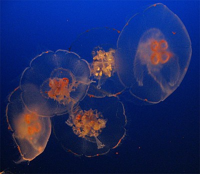 Aurelia, a jellyfish found in the Churchill River. G. Young, Photo copyright.