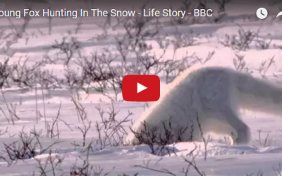 Stunning Arctic Fox Hunting Video
