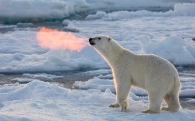 Fire Breathing Polar Bear