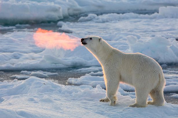 polar bear at arctic circle