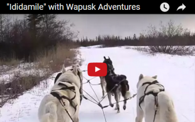 Wapusk Adventures Ididamile Dogsled Ride Video
