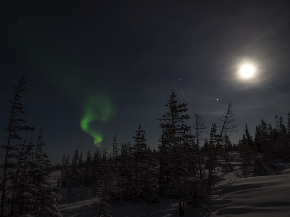 Boreal forest aurora borealis churchill, manitoba