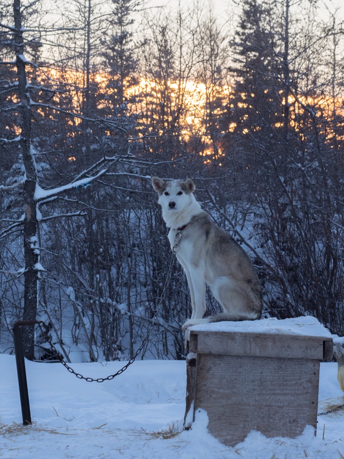 Wapusk sled dog Churchill, Manitoba