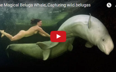 Churchill Video of the Week – Belugas