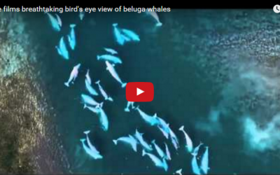 Churchill Video of the Week – Belugas from a Drone