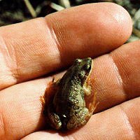 boreal chorus frog