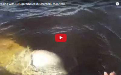 Churchill Video of the Week – Beluga Touch