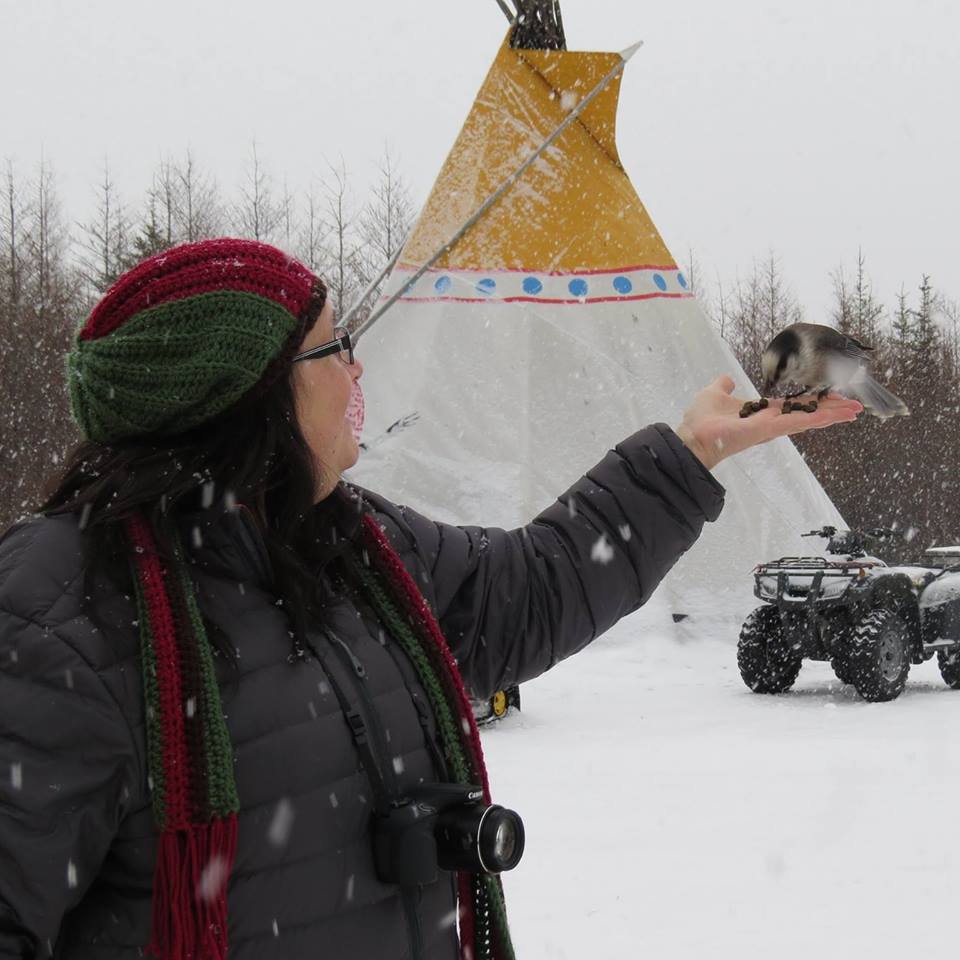 gray jay in Churchill, Manitoba