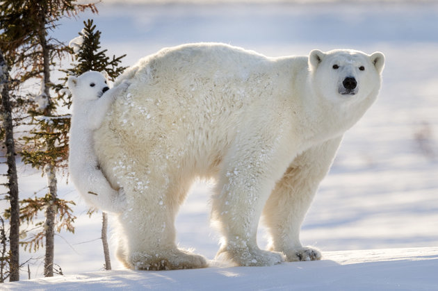 PIC FROM DAISY GILARDINI/CATERS NEWS (Pictured: Polar bear cub hitching a ride on mamas bum at Wapusk National Park in Manitoba, Canada) -This is the cute moment a cute cub decided to hitch a lift on its mums bear bum. The four-month-old cheeky baby bear must have had some tired paws as it opted for a beary-back-ride instead of walking during what was one of its first trips out of the den. Polar bear cubs and their mum usually spend the first three months of their lives in a den. The two had only just come out into the wild and were presumably foraging for food to hunt. It is extremely difficult and rare to witness the bears exit from the den and incredibly, these photographs were the result of 117 HOURS OF WAITING. Professional wildlife and nature photographer Daisy Gilardini, spent nearly two weeks waiting in front of a polar bear den with winds gusting to 60-70 km/h. SEE CATERS COPY